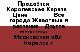 Продаётся!     Королевская Карета › Цена ­ 300 000 - Все города Животные и растения » Другие животные   . Московская обл.,Королев г.